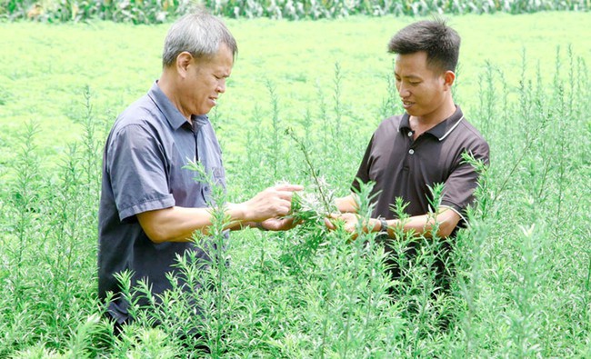 Nông dân Phú Thọ: Đổi mới tư duy, mở hướng làm giàu trên chính mảnh đất quê hương - Ảnh 1. Nông dân Phú Thọ: Đổi mới tư duy, mở hướng làm giàu trên chính mảnh đất quê hương - Ảnh 1.