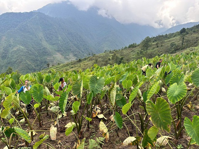 Khoai sọ nương mở lối thoát nghèo cho đồng bào Mông vùng cao Lào Cai - Ảnh 1. Khoai sọ nương mở lối thoát nghèo cho đồng bào Mông vùng cao Lào Cai - Ảnh 1.