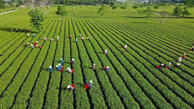 Hà Tĩnh: Phát triển các mô hình kinh tế giá trị cao gắn với du lịch sinh thái góp phần giảm nghèo ở Sơn Kim 2 - Ảnh 2.