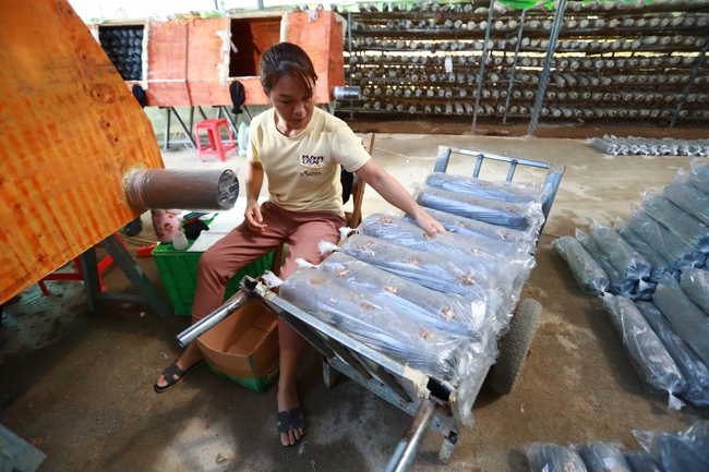 Trồng nấm hữu cơ: Mô hình hiệu quả giúp người dân thoát nghèo - Ảnh 10. Trồng nấm hữu cơ: Mô hình hiệu quả giúp người dân thoát nghèo - Ảnh 10.