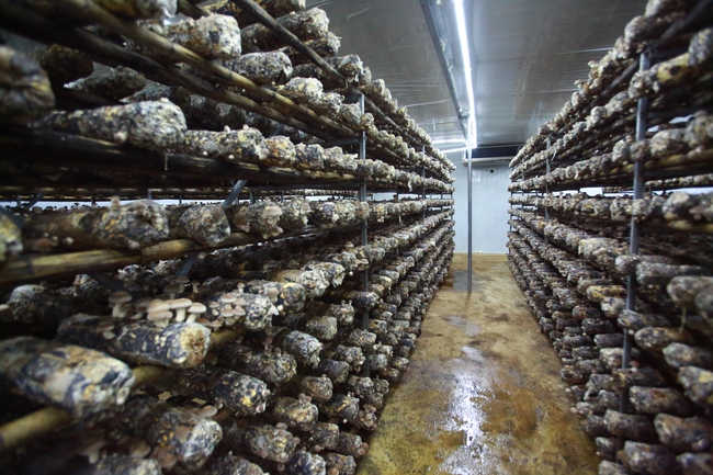 Trồng nấm hữu cơ: Mô hình hiệu quả giúp người dân thoát nghèo - Ảnh 1. Trồng nấm hữu cơ: Mô hình hiệu quả giúp người dân thoát nghèo - Ảnh 1.