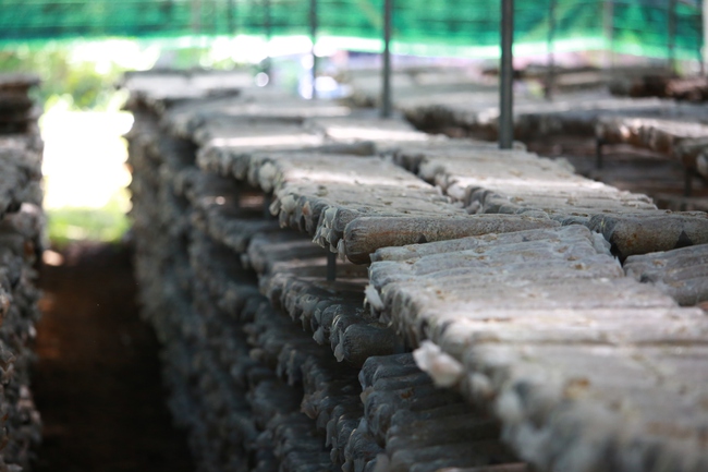 Trồng nấm hữu cơ: Mô hình hiệu quả giúp người dân thoát nghèo - Ảnh 2. Trồng nấm hữu cơ: Mô hình hiệu quả giúp người dân thoát nghèo - Ảnh 2.