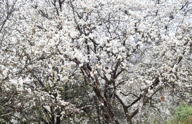 Cây Sơn Tra- nguồn tài nguyên du lịch và kinh tế quan trọng ở Nậm Nghẹp - Ảnh 8.