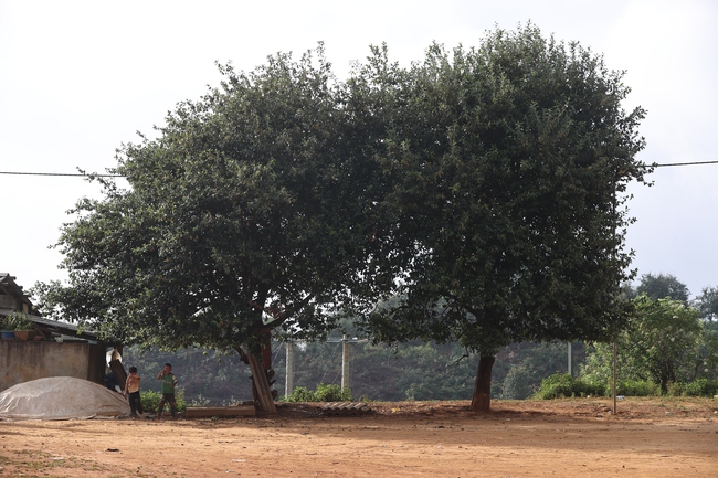 Cây Sơn Tra- nguồn tài nguyên du lịch và kinh tế quan trọng ở Nậm Nghẹp - Ảnh 9.