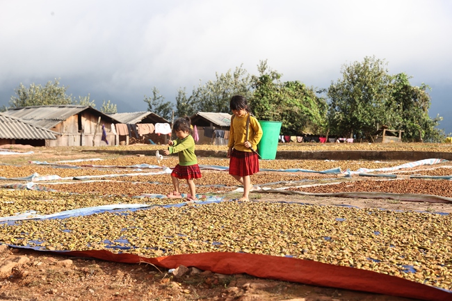 Cây Sơn Tra- nguồn tài nguyên du lịch và kinh tế quan trọng ở Nậm Nghẹp - Ảnh 10.