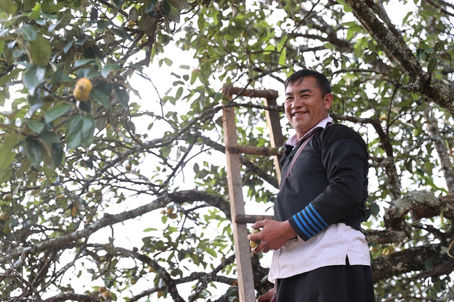 Cây Sơn Tra- nguồn tài nguyên du lịch và kinh tế quan trọng ở Nậm Nghẹp - Ảnh 7.