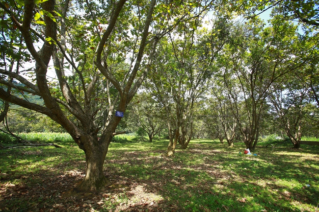 Rừng và dược liệu- đòn bẩy phát triển kinh tế vùng DTTS ở Bắc Kạn - Ảnh 1.