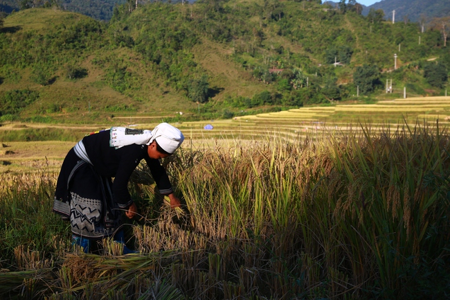 Rừng và dược liệu- đòn bẩy phát triển kinh tế vùng DTTS ở Bắc Kạn - Ảnh 3.