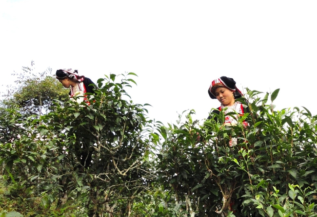 Tuyên Quang Phát triển nông nghiệp hàng hóa mang ý nghĩa chiến lược đối với giảm nghèo bền vững  - Ảnh 1.