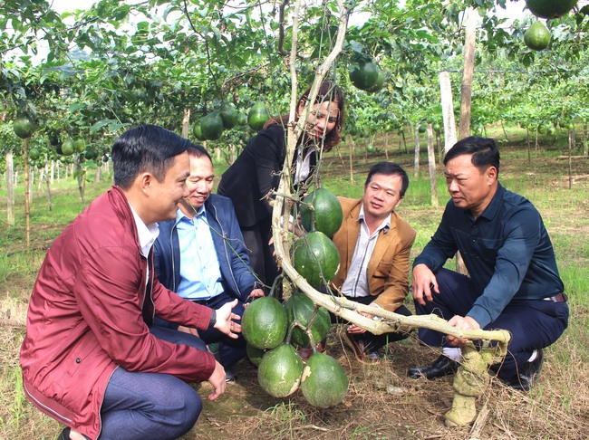 Tuyên Quang phát triển nông nghiệp hàng hóa mang ý nghĩa chiến lược đối với giảm nghèo bền vững  - Ảnh 2.