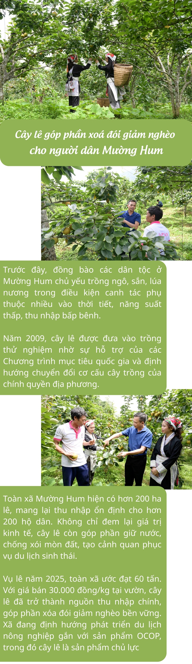 Infographic: Cây lê góp phần xoá đói giảm nghèo cho người dân Mường Hum - Ảnh 1. Infographic: Cây lê góp phần xoá đói giảm nghèo cho người dân Mường Hum - Ảnh 1.