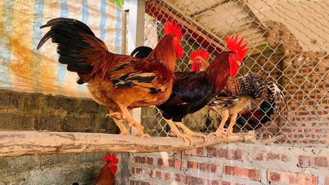 Gìn giữ giống gà tiến Vua: Hướng đi mới trong bảo tồn văn hóa gắn với phát triển kinh tế hộ và giảm nghèo bền vững - Ảnh 2. Gìn giữ giống gà tiến Vua: Hướng đi mới trong bảo tồn văn hóa gắn với phát triển kinh tế hộ và giảm nghèo bền vững - Ảnh 2.