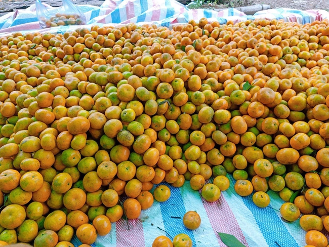 Quýt Mường Kịt: Đặc sản mở hướng giảm nghèo cho người dân vùng cao Lai Đồng - Ảnh 2.