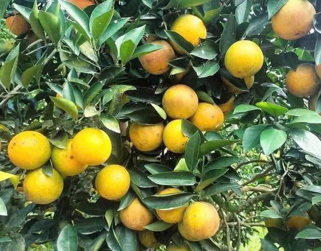 Cam Cao Phong vào vụ mới: Khẳng định lợi thế vùng miền, thúc đẩy kinh tế bền vững - Ảnh 1.