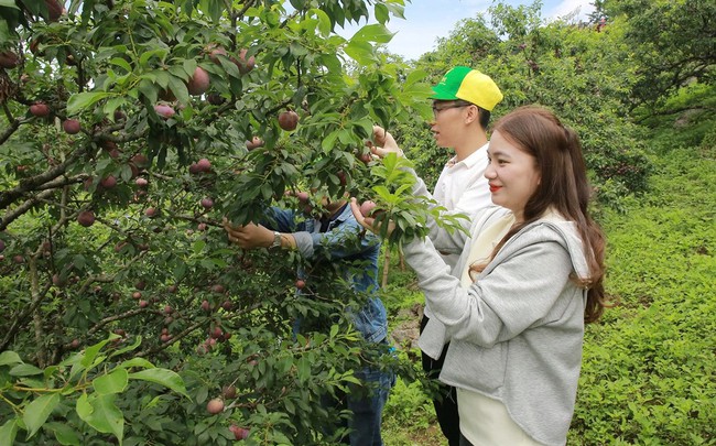 Cây mận hậu giúp xóa nghèo bền vững ở Sơn La - Ảnh 1.