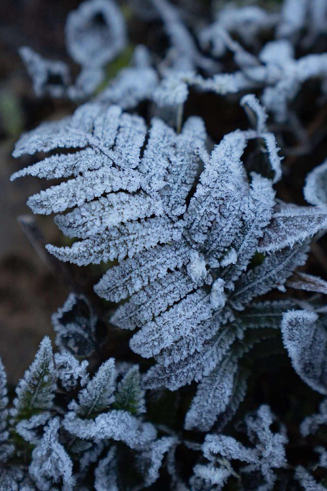 Sắc hoa Tam Giác Mạch đóng băng buổi sớm – Vẻ đẹp kỳ diệu nơi cửa ngõ Cao nguyên đá - Ảnh 1.