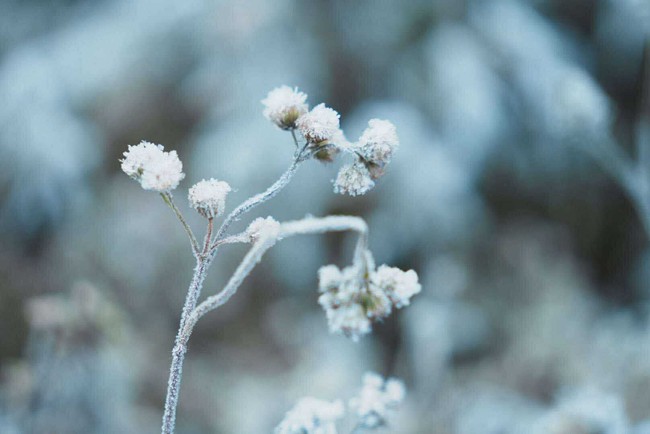 Sắc hoa Tam Giác Mạch đóng băng buổi sớm – Vẻ đẹp kỳ diệu nơi cửa ngõ Cao nguyên đá - Ảnh 2.