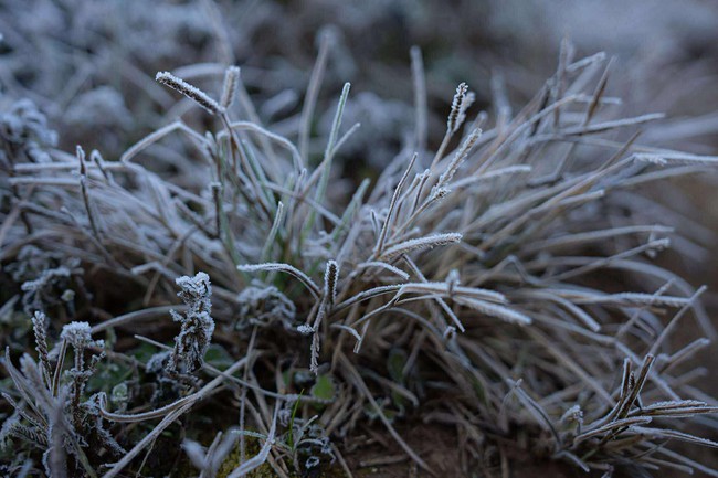 Sắc hoa Tam Giác Mạch đóng băng buổi sớm – Vẻ đẹp kỳ diệu nơi cửa ngõ Cao nguyên đá - Ảnh 3.