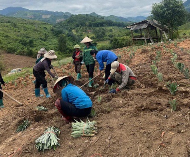 Khai thác tiềm năng đồi rừng góp phần phát triển kinh tế, giảm nghèo bền vững - Ảnh 2. Khai thác tiềm năng đồi rừng góp phần phát triển kinh tế, giảm nghèo bền vững - Ảnh 2.
