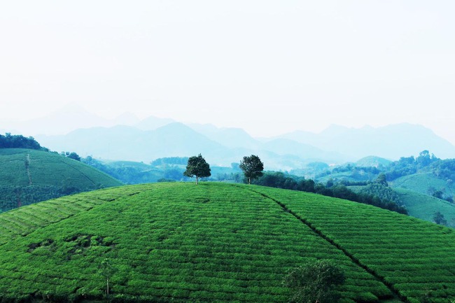 Long Cốc từ cây chè đến sản phẩm văn hóa, du lịch - Ảnh 1.