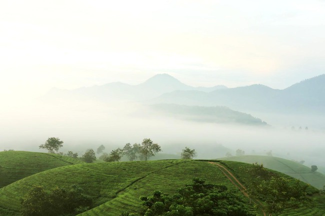 Long Cốc từ cây chè đến sản phẩm văn hóa, du lịch - Ảnh 3.