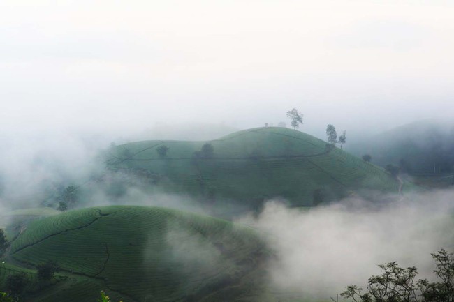 Long Cốc từ cây chè đến sản phẩm văn hóa, du lịch - Ảnh 4.