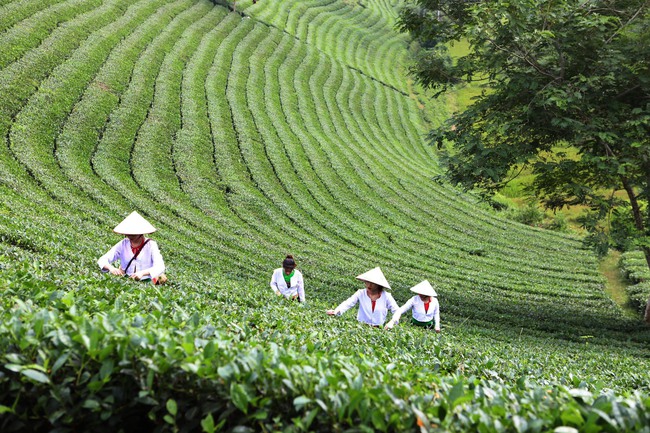 Long Cốc từ cây chè đến sản phẩm văn hóa, du lịch - Ảnh 8.