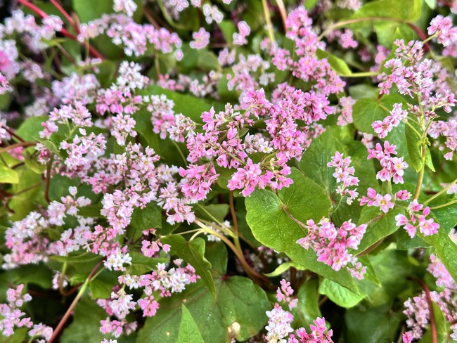 Sắc hoa Tam Giác Mạch đóng băng buổi sớm – Vẻ đẹp kỳ diệu nơi cửa ngõ Cao nguyên đá - Ảnh 4.