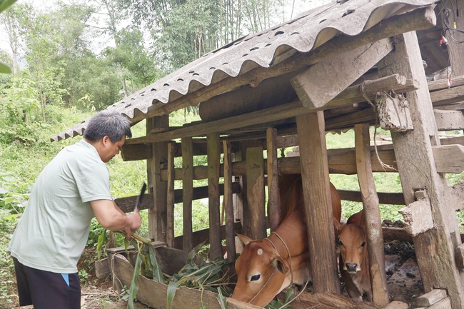 Thái Nguyên: Tạo sinh kế bền vững cho đồng bào dân tộc thiểu số vươn lên thoát nghèo - Ảnh 1. Thái Nguyên: Tạo sinh kế bền vững cho đồng bào dân tộc thiểu số vươn lên thoát nghèo - Ảnh 1.