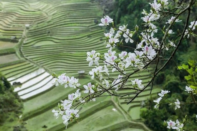 Lễ hội Hoa Ban 2025: Sản phẩm du lịch đặc biệt với nhiều điểm mới - Ảnh 1.