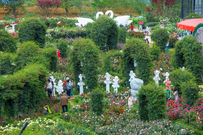 Sa Pa tấp nập khách đến du ngoạn Lễ hội Hoa hồng Fansipan - Ảnh 2. Sa Pa tấp nập khách đến du ngoạn Lễ hội Hoa hồng Fansipan - Ảnh 2.