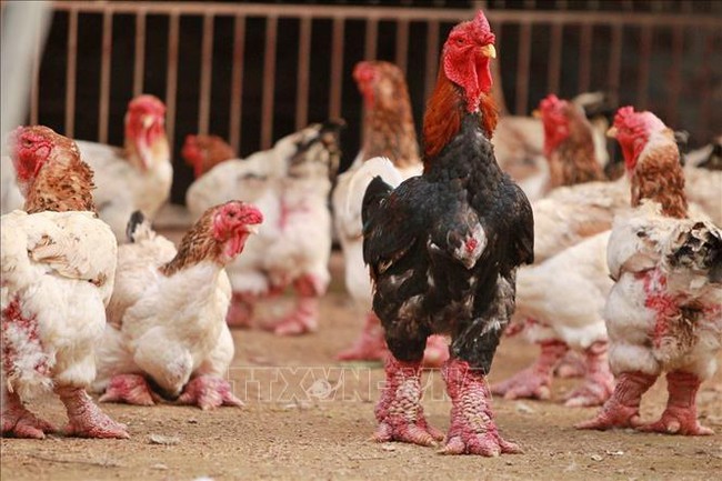 Tri thức dân gian nuôi và chế biến gà Đông Tảo là di sản văn hóa phi vật thể quốc gia - Ảnh 1.