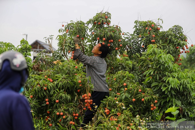Phát triển du lịch trải nghiệm “Vải thiều Lục Ngạn - Tinh hoa trái cây Việt" - Ảnh 1. Phát triển du lịch trải nghiệm “Vải thiều Lục Ngạn - Tinh hoa trái cây Việt" - Ảnh 1.