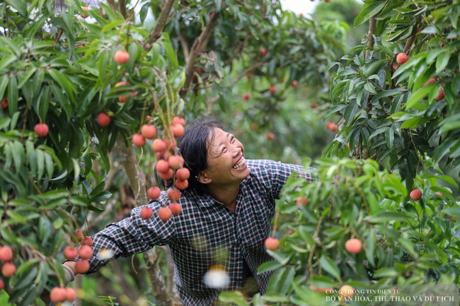 Phát triển du lịch trải nghiệm “Vải thiều Lục Ngạn - Tinh hoa trái cây Việt" - Ảnh 3. Phát triển du lịch trải nghiệm “Vải thiều Lục Ngạn - Tinh hoa trái cây Việt" - Ảnh 3.