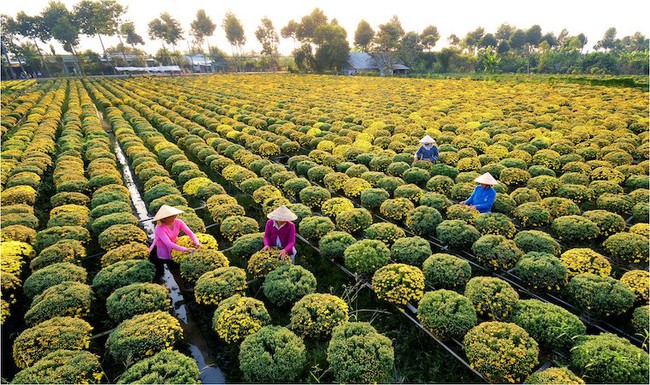 Đồng Tháp đón khoảng 2,6 triệu lượt khách trong 5 tháng đầu năm 2025 - Ảnh 1. Đồng Tháp đón khoảng 2,6 triệu lượt khách trong 5 tháng đầu năm 2025 - Ảnh 1.
