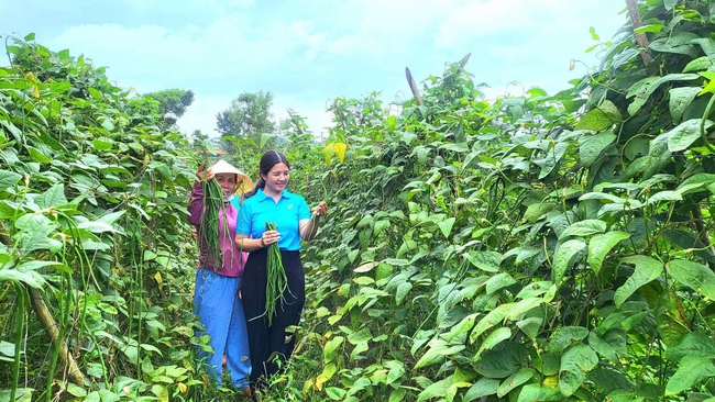 Hỗ trợ đồng bào DTTS phát triển sản xuất và giáo dục nghề nghiệp, giải quyết việc làm tạo thu nhập ổn định cho người dân - Ảnh 1.
