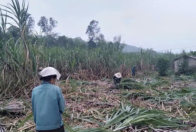 Nâng cao nhận thức cho đồng bào dân tộc thiểu số và cộng đồng xã hội về giảm nghèo bền vững - Ảnh 2. Nâng cao nhận thức cho đồng bào dân tộc thiểu số và cộng đồng xã hội về giảm nghèo bền vững - Ảnh 2.