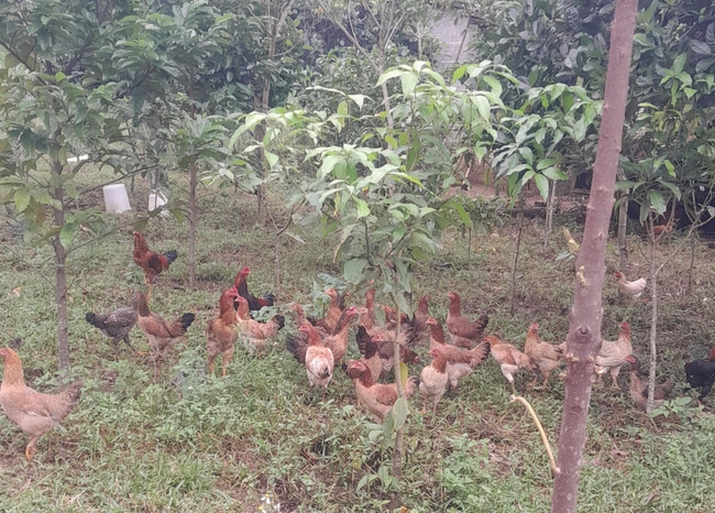 Những mô hình sáng kiến ở Cần Thơ giúp hộ nghèo thoát nghèo bền vững - Ảnh 1.