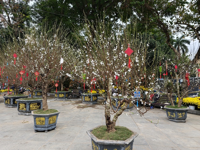 Sun Group dành tặng Hà Nội không gian hoa xuân rực rỡ tại khu vực tượng đài Lý Thái Tổ - Ảnh 1.