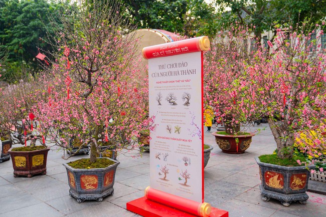 Du khách tấp nập check-in không gian hoa xuân ấn tượng giữa lòng Hà Nội - Ảnh 2. Du khách tấp nập check-in không gian hoa xuân ấn tượng giữa lòng Hà Nội - Ảnh 2.