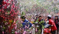 Hà Nội sẽ có 64 chợ hoa xuân phục vụ Tết Nguyên đán Kỷ Hợi
