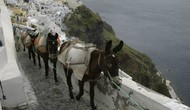 Thiên đường Santorini: Cân nhắc du khách về loại phương tiện phổ biến nhất