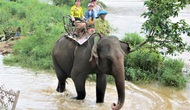 Đắk Lắk không đưa khách đến tham quan các điểm nuôi nhốt động vật hoang dã trái phép