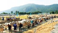Nâng Hội đua bò Bảy Núi lên tầm quốc tế