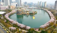 Hàn Quốc: Ý tưởng độc đáo giúp người dân có thể ngắm hoa anh đào trực tuyến tại nhà