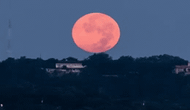 Ngất ngây với một loạt khoảnh khắc về hiện tượng mặt trăng dâu tây hiếm có