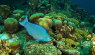 Cư dân mạng đang kêu gọi ngừng ăn cá Mó để bảo vệ rạn san hô, rốt cuộc loài vật này có vũ khí gì mà lợi hại đến vậy?