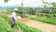 Đà Nẵng: Hướng đi mới từ du lịch nông nghiệp
