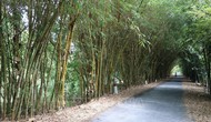 Đồng Tháp quy hoạch khu bảo tồn các giống tre Việt Nam