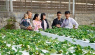 Lâm Đồng: Liên kết vườn trong hoạt động du lịch canh nông